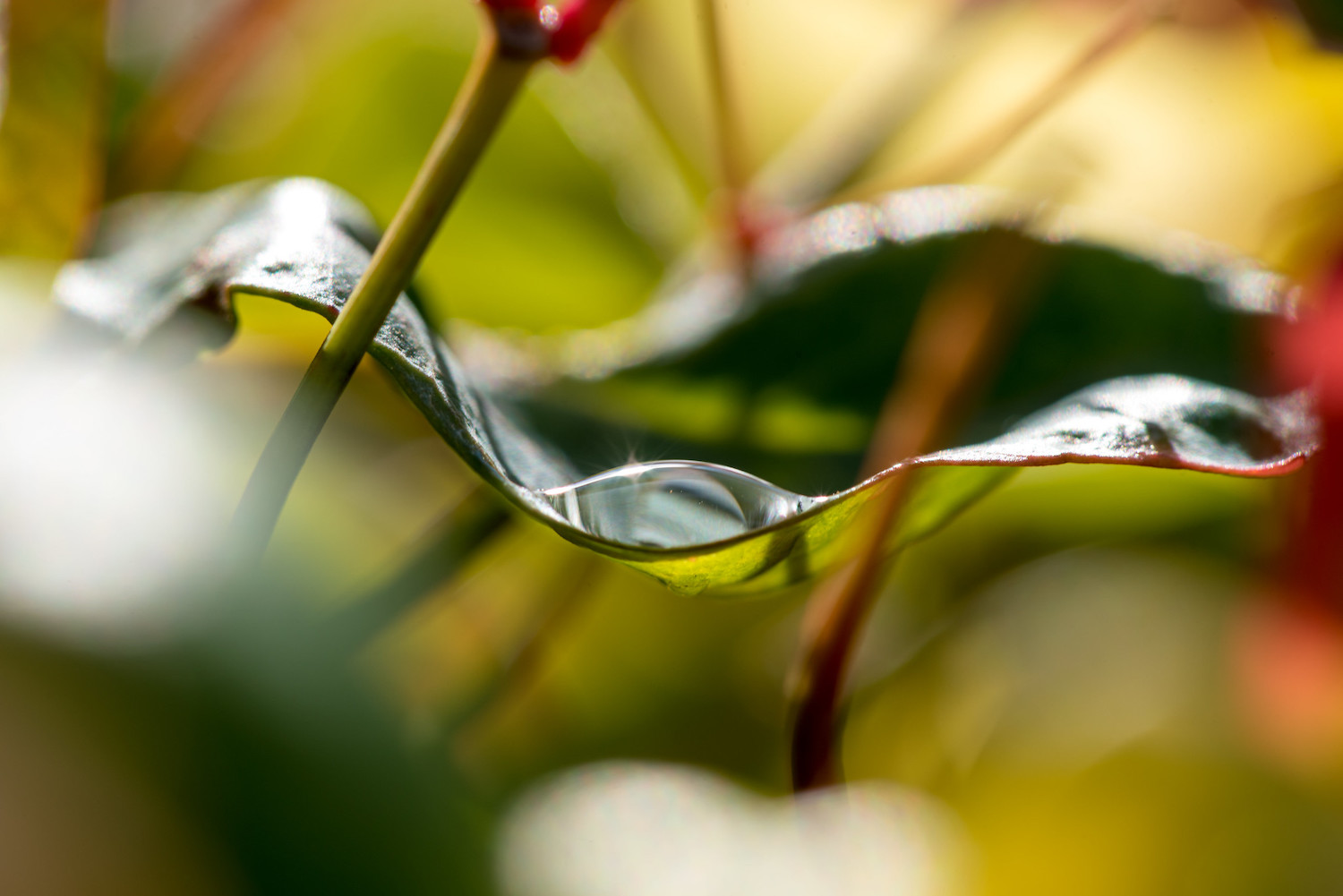 water droplet on a leaf