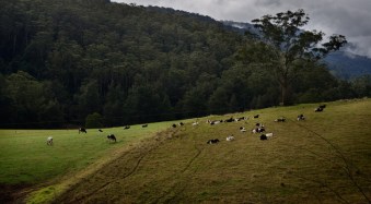 Put the Fun Back into Your Photography with a Cow Safari